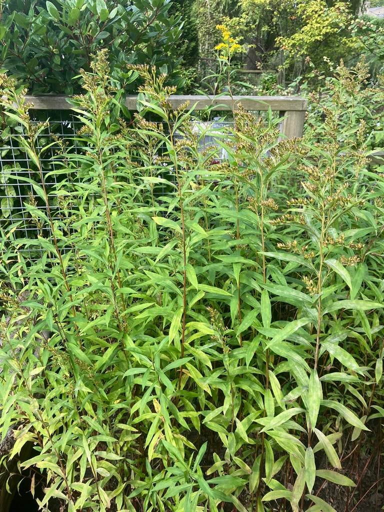 ==MOOI== Solidago stekken (stengels met wortels), Tuin en Terras, Planten | Tuinplanten, Bodembedekkers, Vaste plant, Ophalen of Verzenden