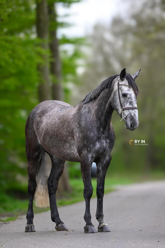 Stoere schimmel voor sport en recreatie, Dieren en Toebehoren, Paarden, Ruin, 165 tot 170 cm, 3 tot 6 jaar