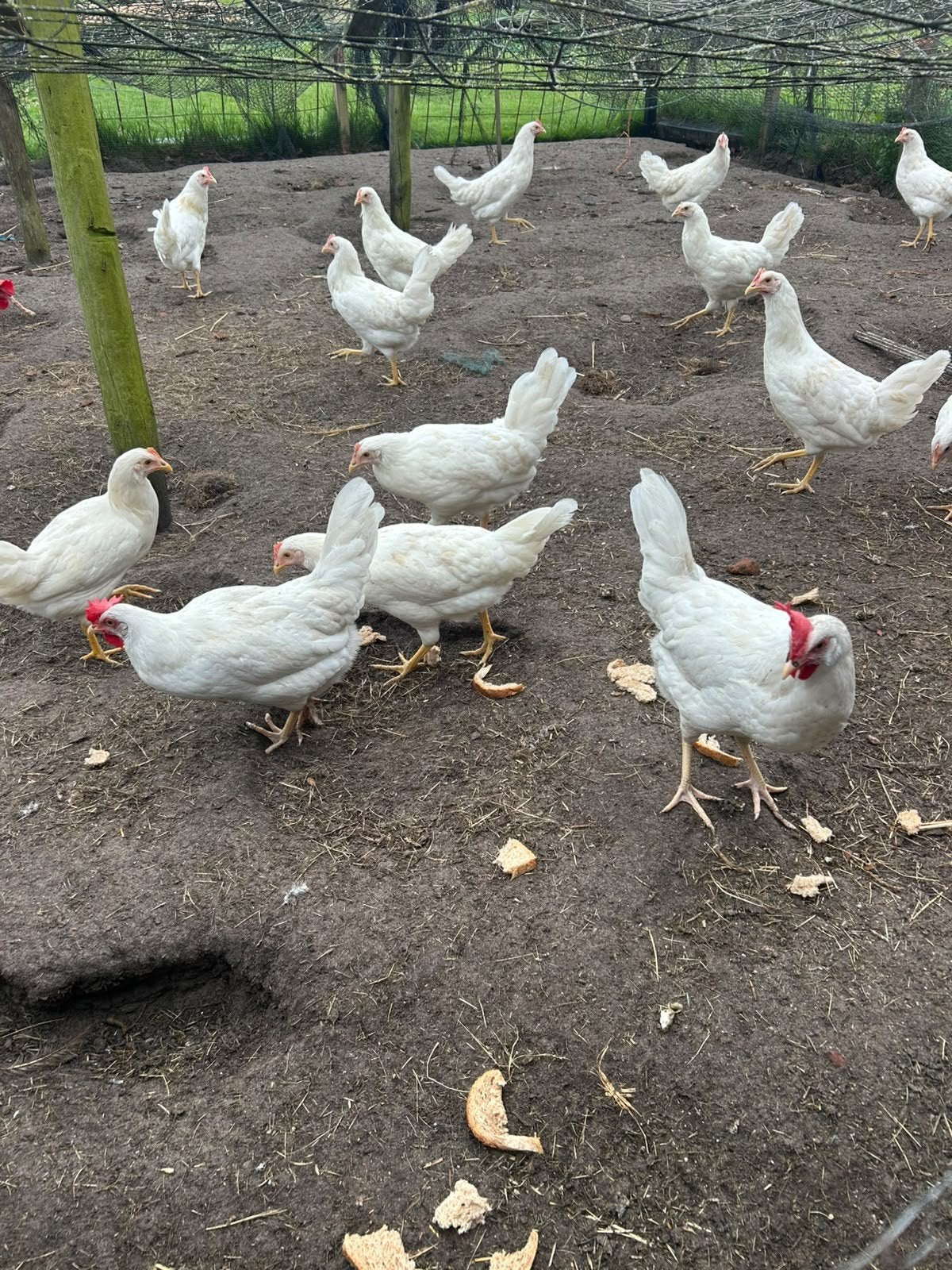 10 Jonge Witte Leghennen, Dieren en Toebehoren
