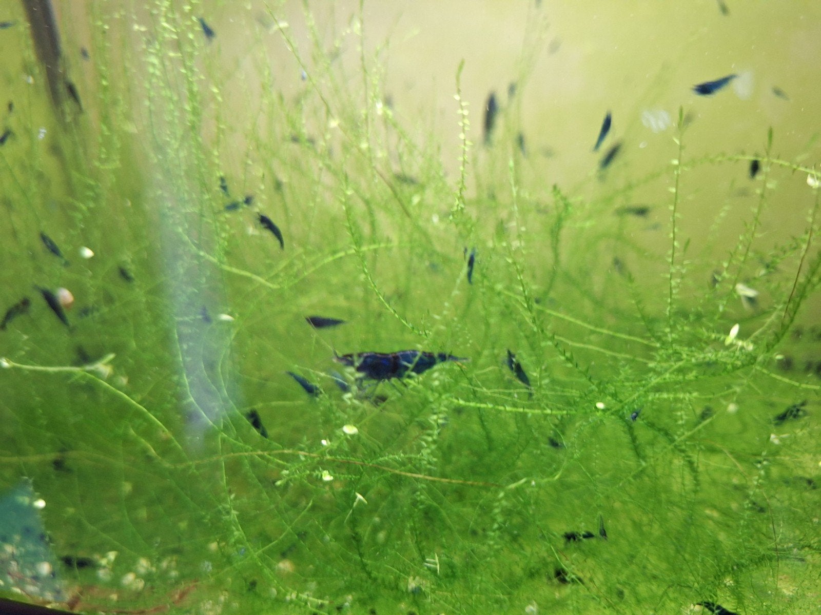 Blue Dream Neocaridina Garnalen (Blauw), Kreeft, Krab of Garnaal, Zoetwatervis, Schoolvis