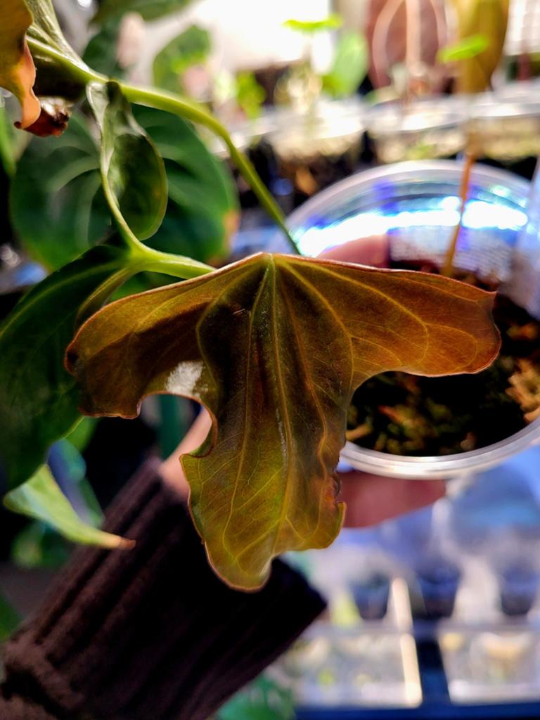 Anthurium indo portillae x X-one, Ophalen of Verzenden