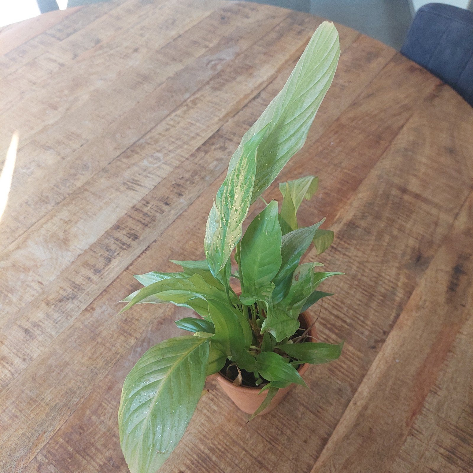 Mooie kamerplant met keramische pot - 45 cm hoog, Ophalen
