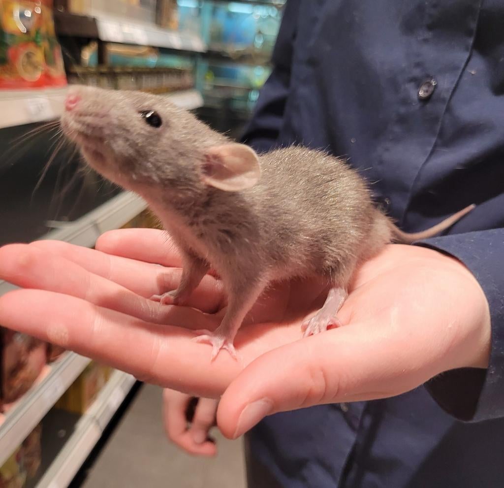 Dwergratjes jong super lief en super tam, Dieren en Toebehoren, Maart, Meerdere dieren, Tam