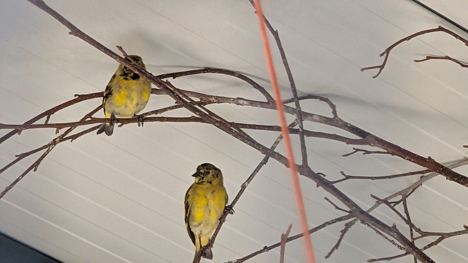 4 jonge zwartkopsijzen 2026, Dieren en Toebehoren, Vogels | Overige Vogels, Meerdere dieren