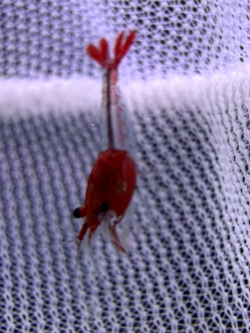Neocaridina red rili, Kreeft, Krab of Garnaal
