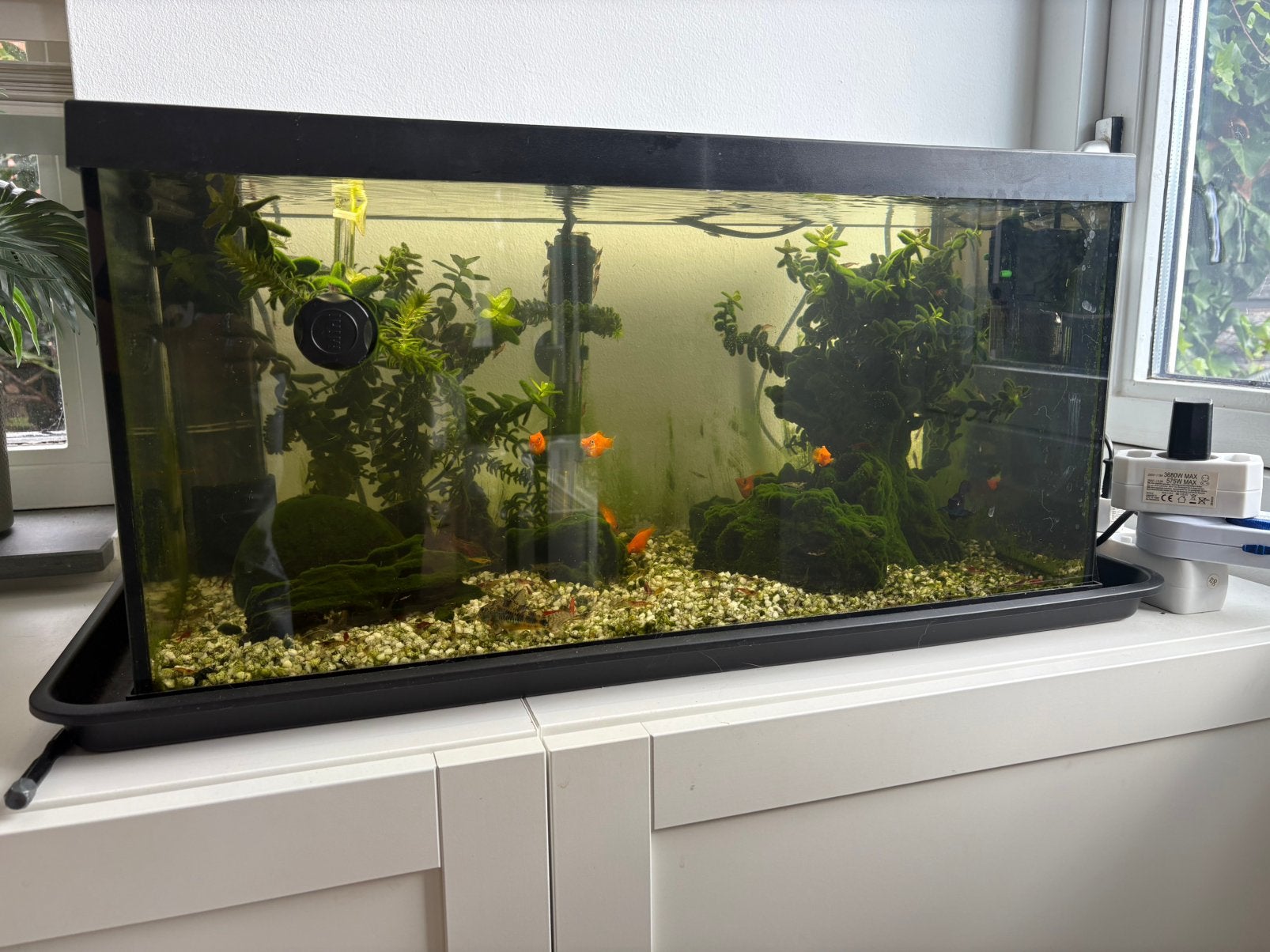 Aquarium 60l met Garnaal/Molly/Meerval of alleen dieren, Dieren en Toebehoren, Ophalen, Inclusief vissen, Gebruikt, Gevuld zoetwateraquarium