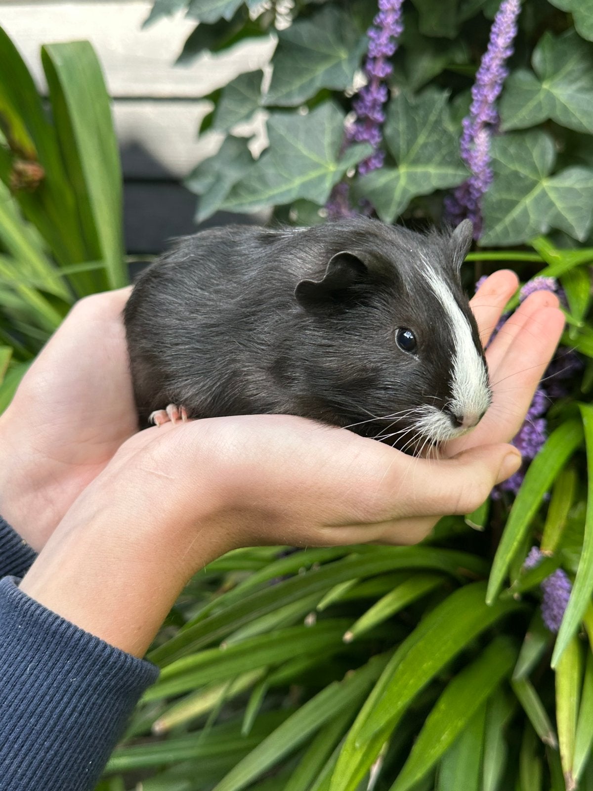 Laatste 2 tamme jonge Cavia beertje en zeugje zoeken huisje, Dieren en Toebehoren, Cavia, Augustus, Meerdere dieren, Tam