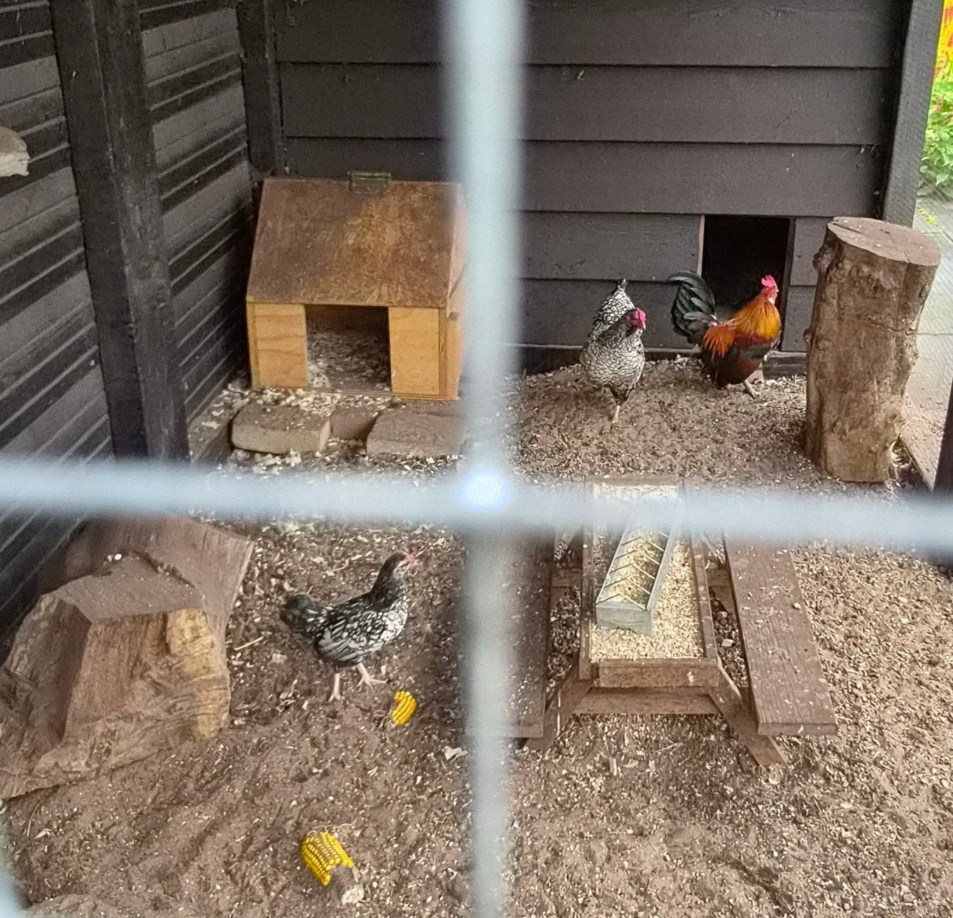 Gratis kuiken haantje, Dieren en Toebehoren, Mannelijk, Kip