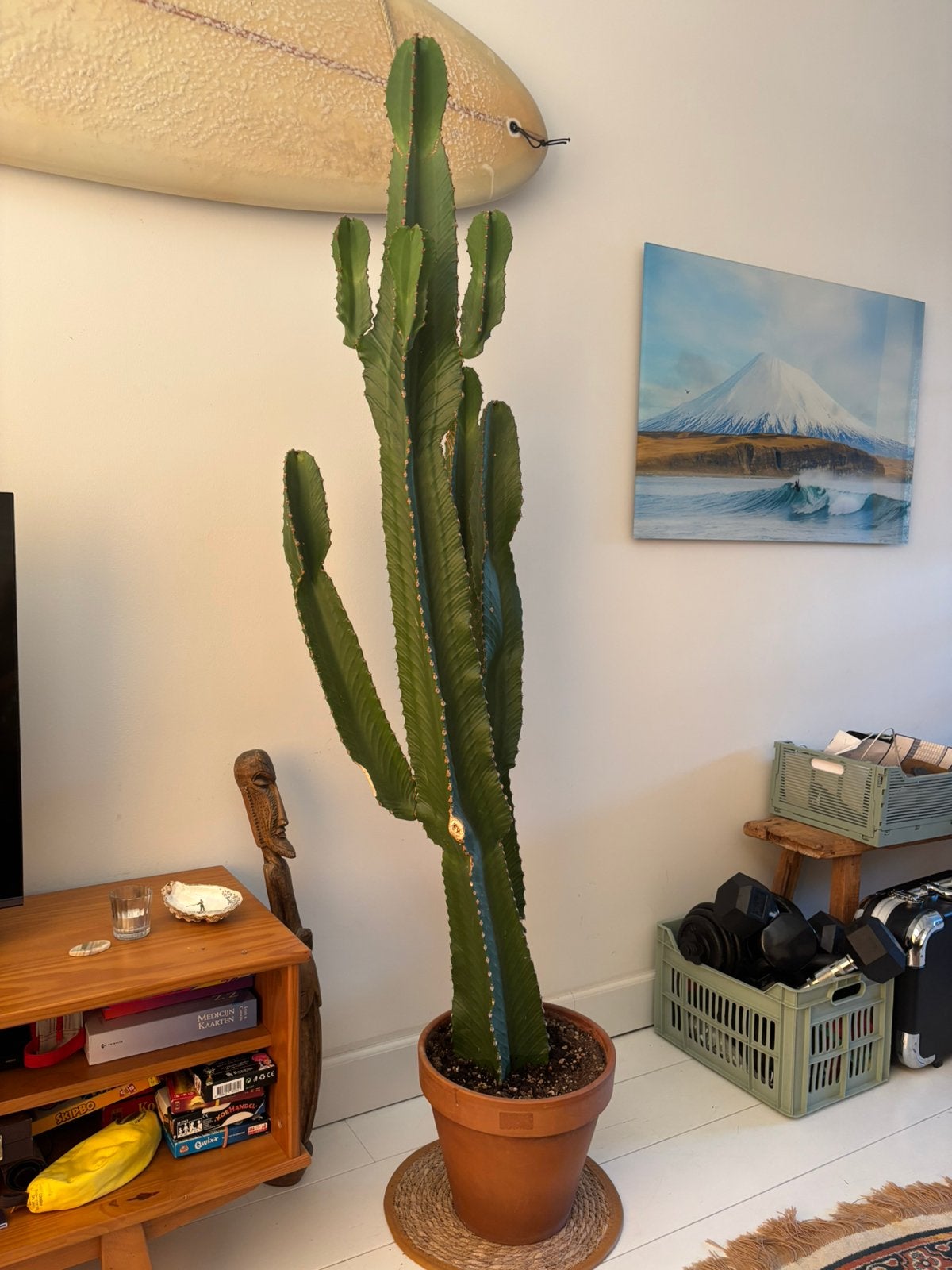 Cactus, Huis en Inrichting, Kamerplanten, Ophalen, Cactus, Volle zon, 150 tot 200 cm
