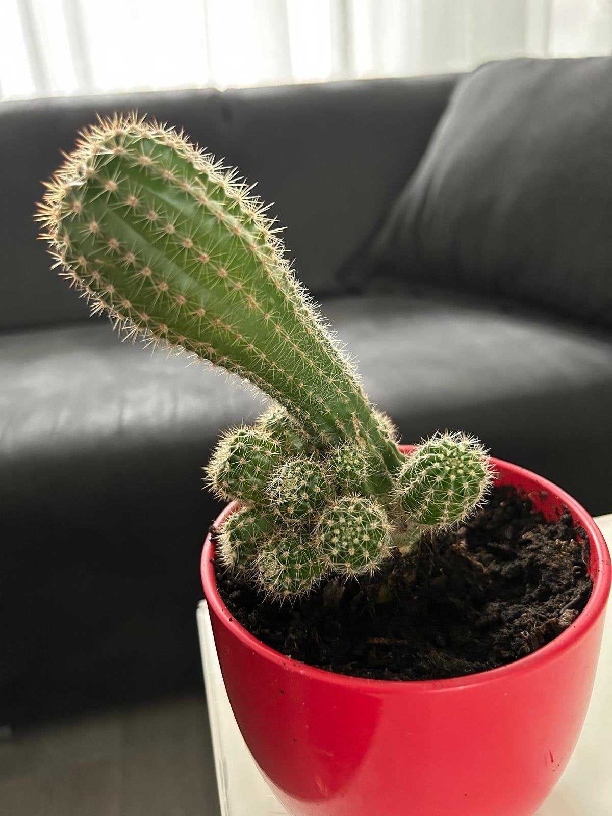 Diverse planten collectie - alles voor 25 euro, Minder dan 100 cm, Bloeiende kamerplant, Halfschaduw, Ophalen of Verzenden