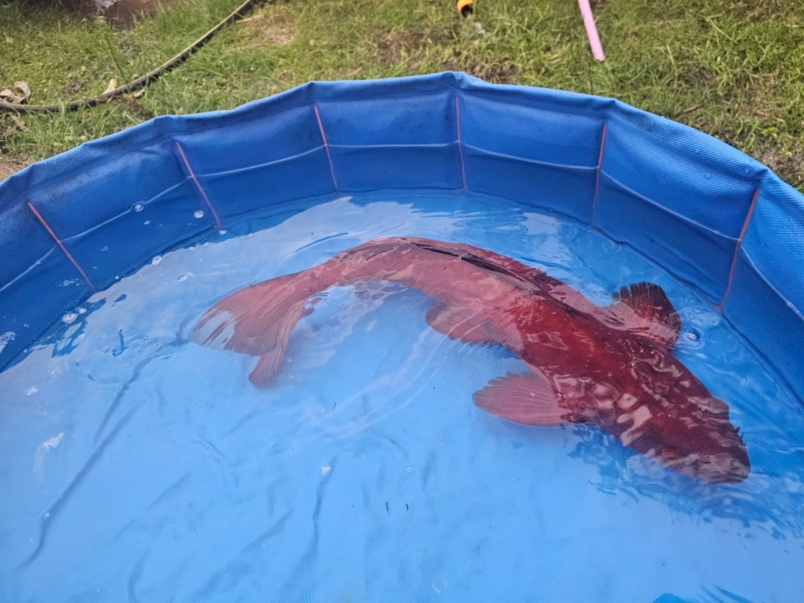 Koi Benigoi, Dieren en Toebehoren, Karper of Koi
