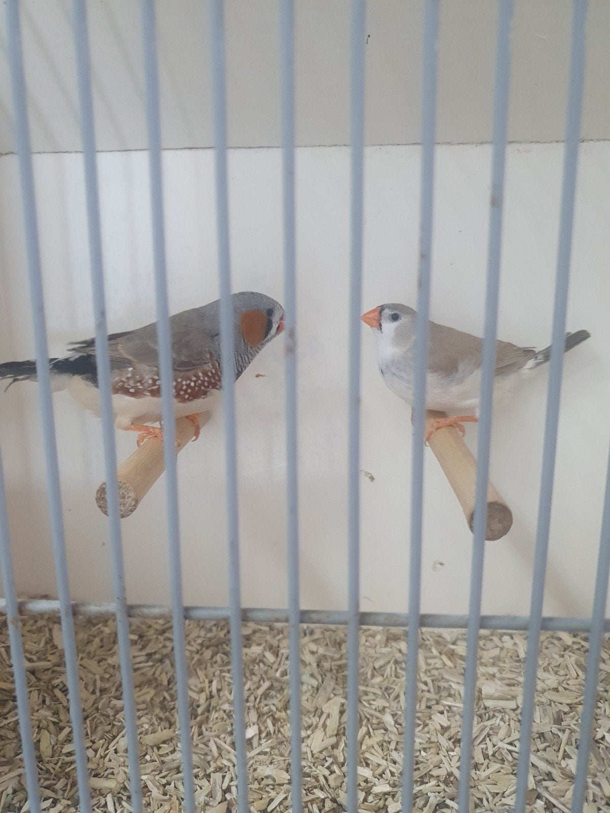 Zebravinken Grijs., Dieren en Toebehoren, Vogels | Overige Vogels, Meerdere dieren, Tropenvogel, Geringd