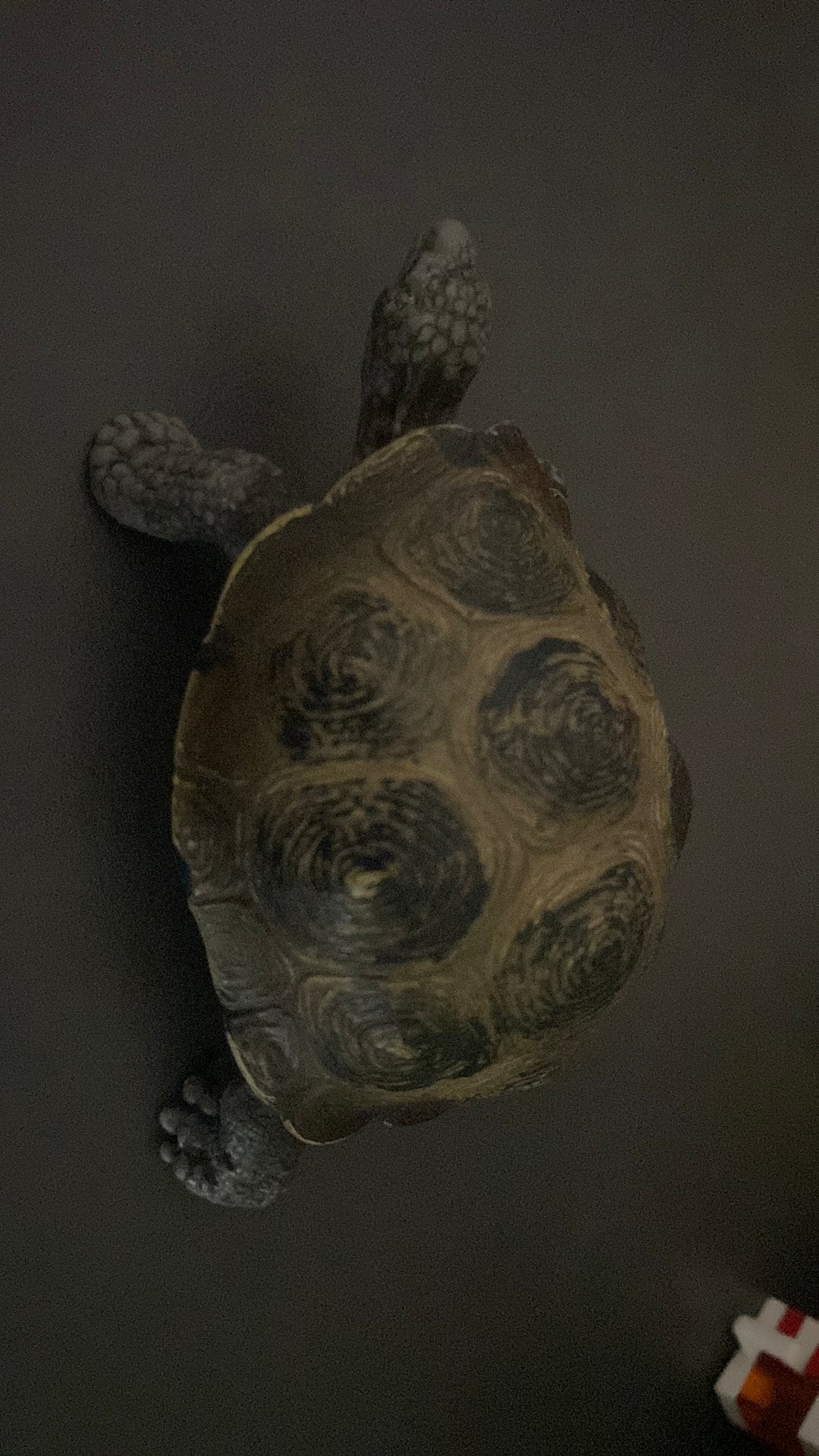 Schleich schildpad, Ophalen