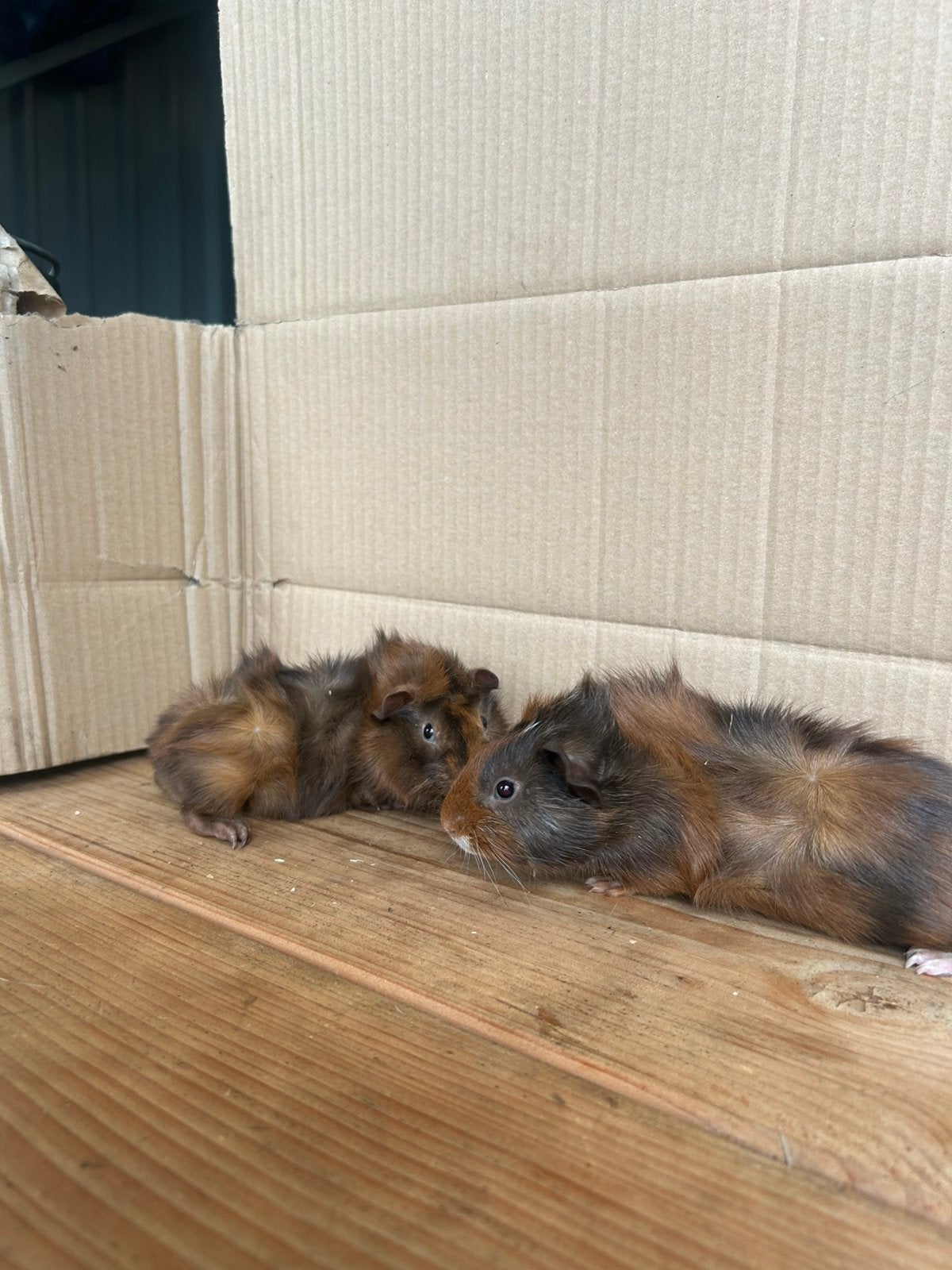 2 jonge cavias beertjes, Dieren en Toebehoren, Cavia, Augustus, Mannelijk, Tam