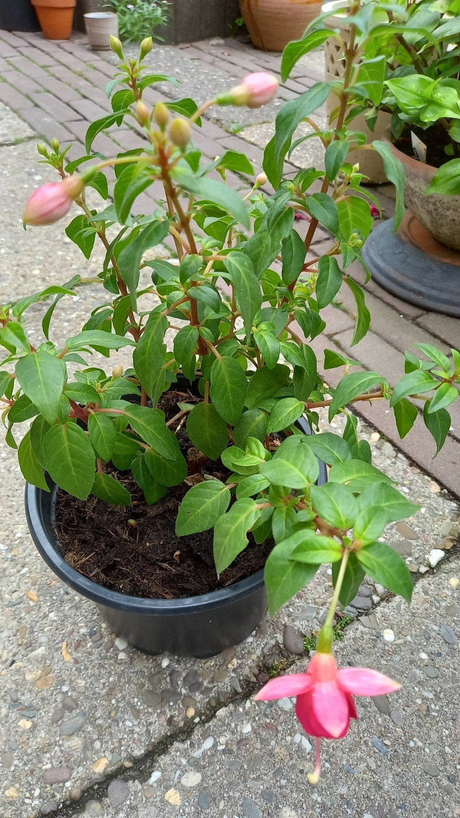 Fuchsia "Nortway", Tuin en Terras, Planten | Tuinplanten, Ophalen, Overige soorten, Volle zon