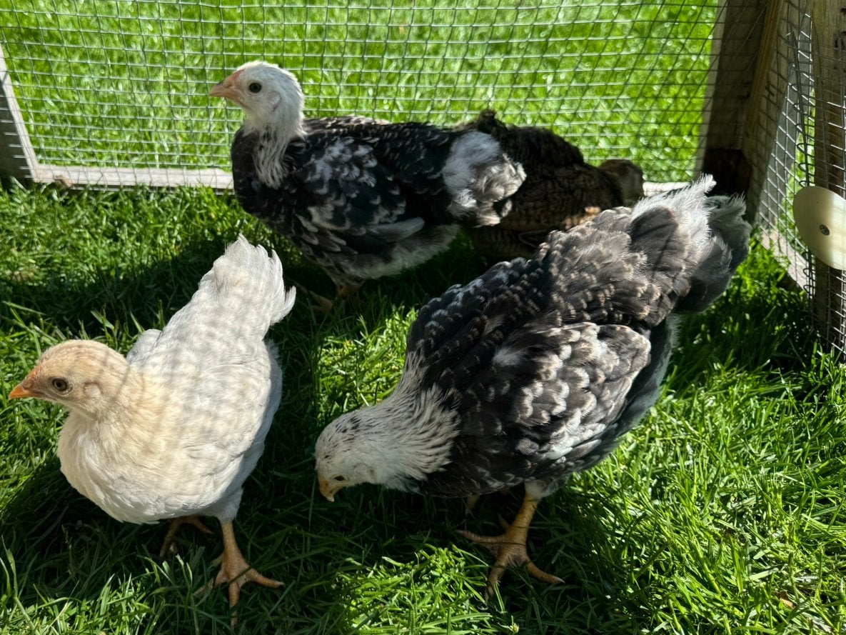 Wyandotte kriel zalm hanen, Dieren en Toebehoren, Mannelijk, Kip