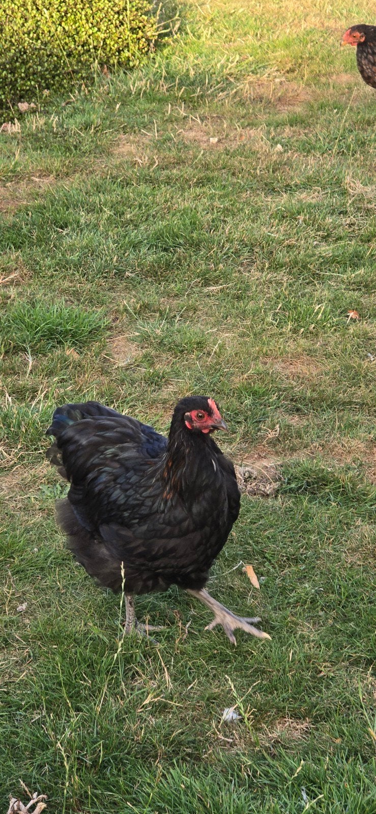 2 jonge haantjes, Dieren en Toebehoren, Pluimvee, Mannelijk, Kip
