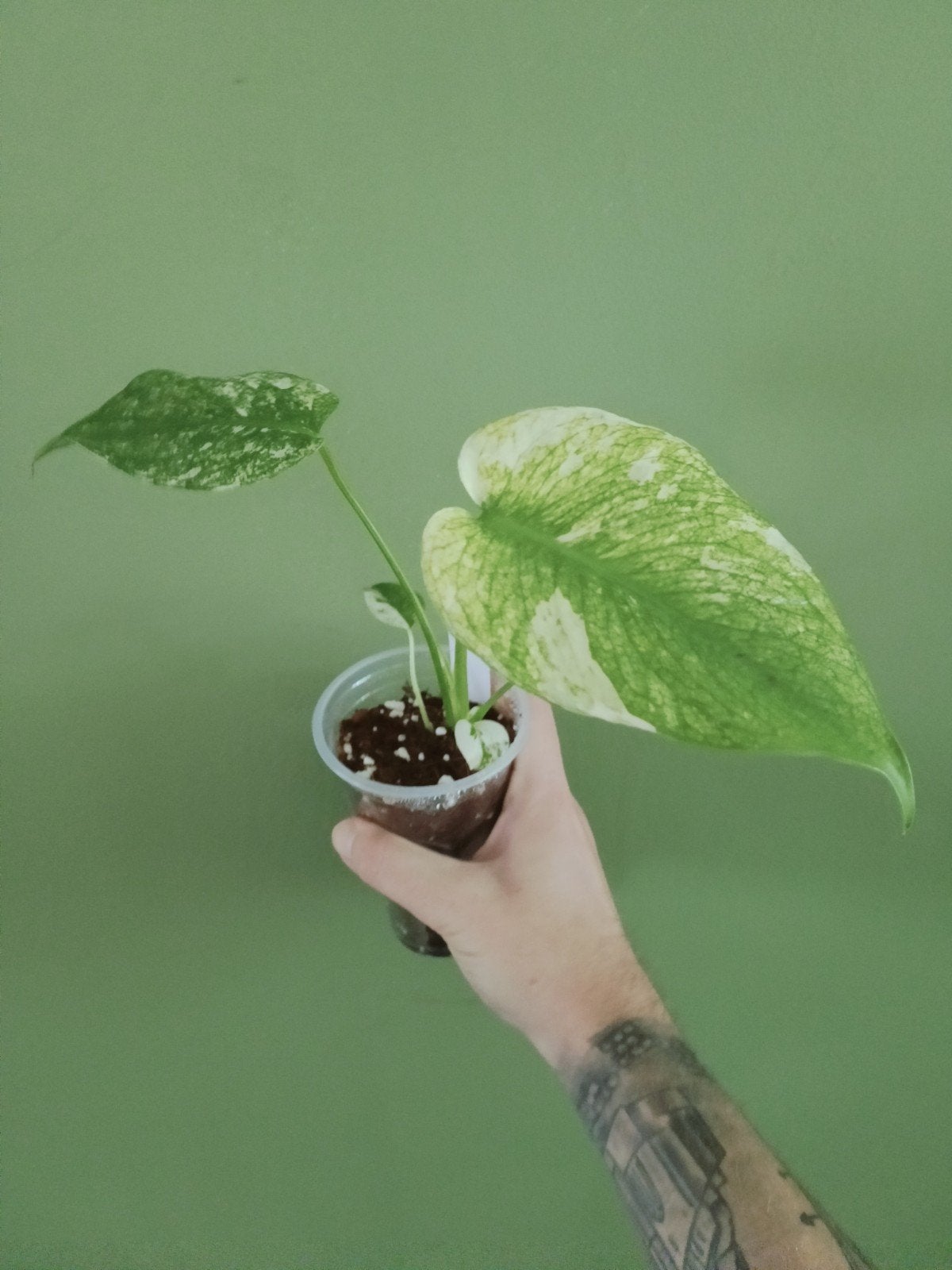 monstera mint, Ophalen of Verzenden, Halfschaduw, Minder dan 100 cm