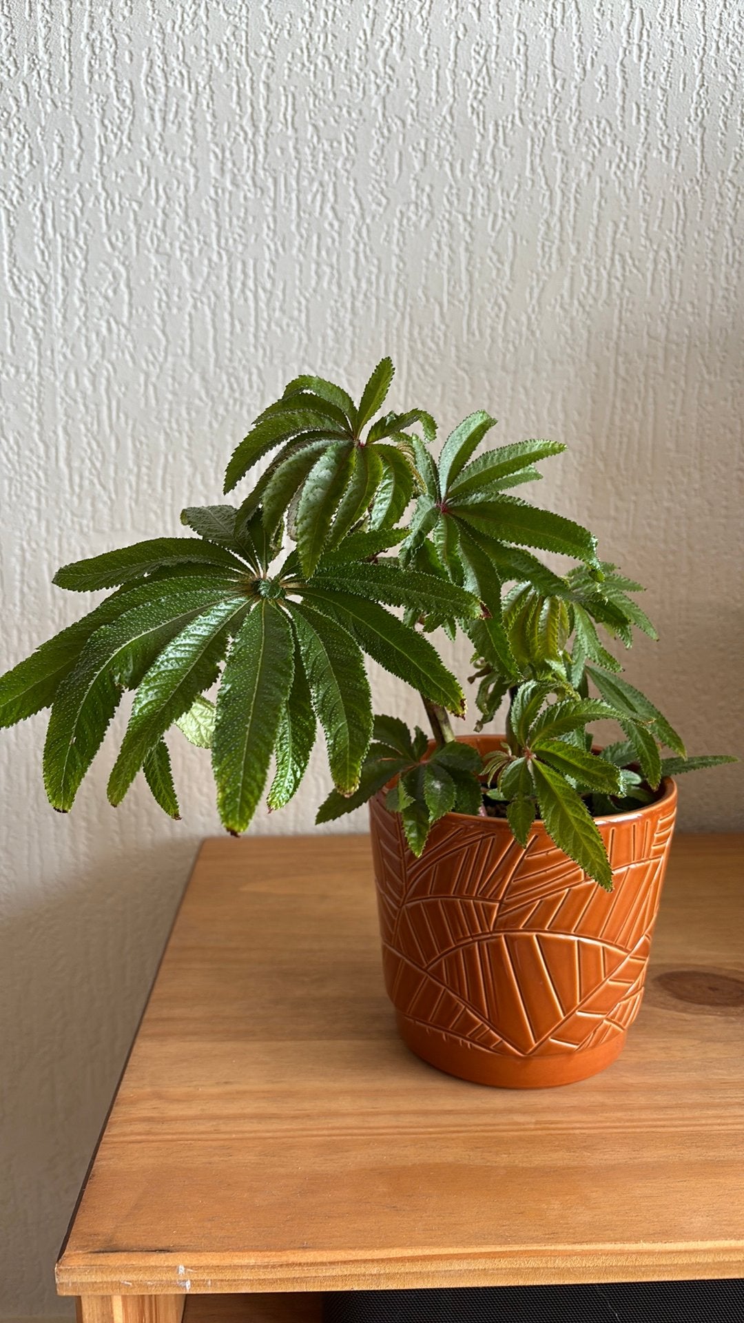 Begonia Luxurians, Huis en Inrichting, Ophalen of Verzenden, Halfschaduw, Minder dan 100 cm