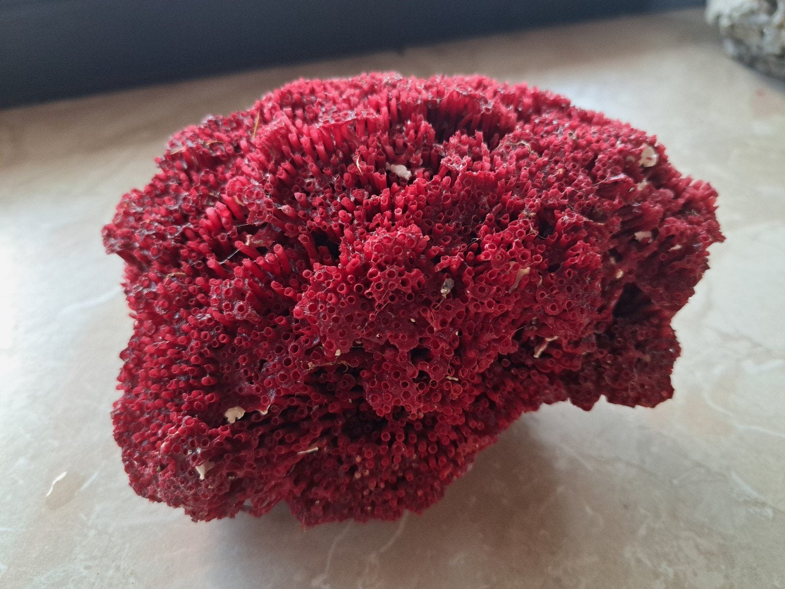 Orgelpijp koraal rood, Ophalen