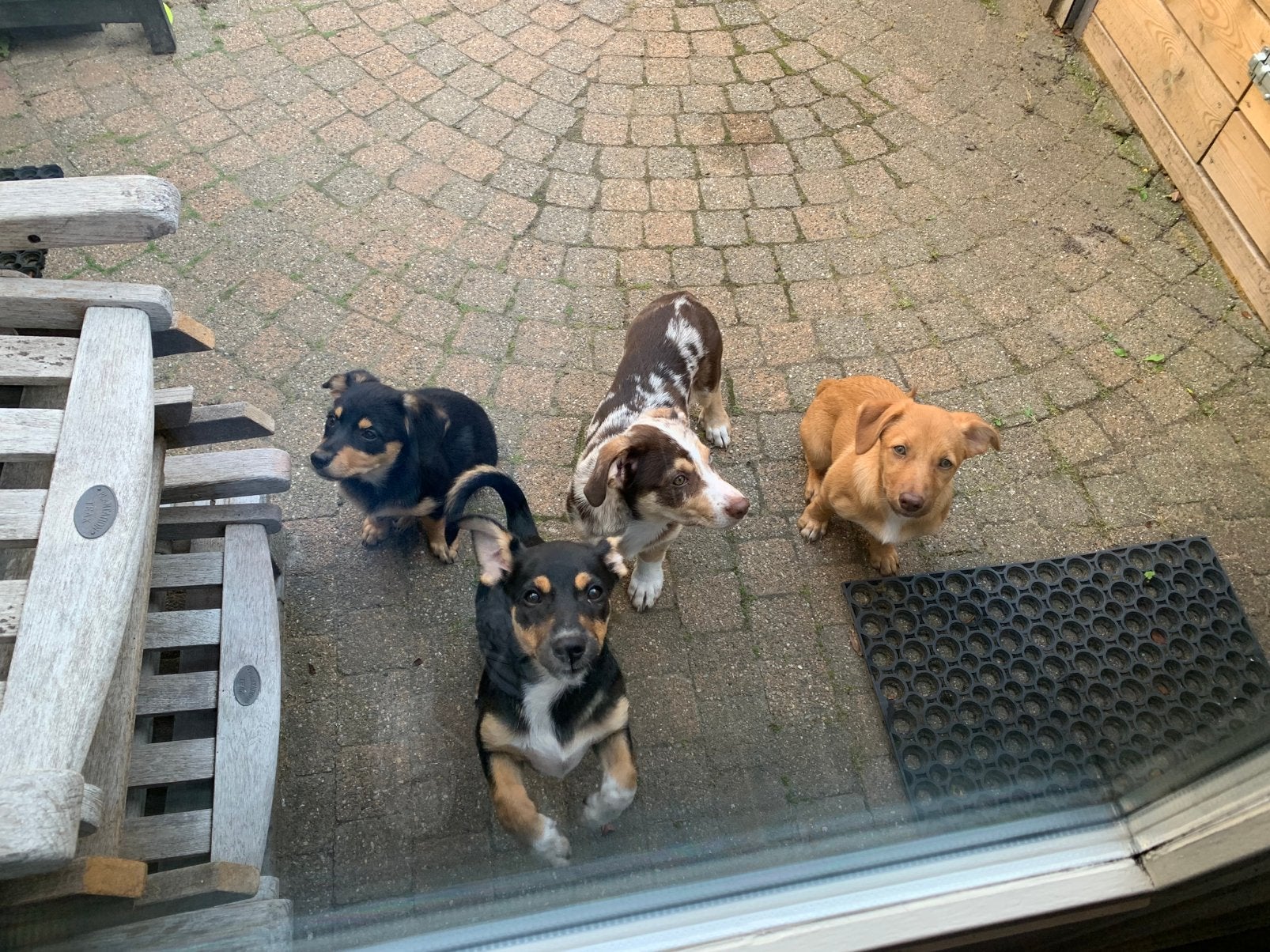 🐾 Border collie x teckelmix puppy’s  🐾, HCC (leverziekte), 8 tot 15 weken, Meerdere, Meerdere dieren