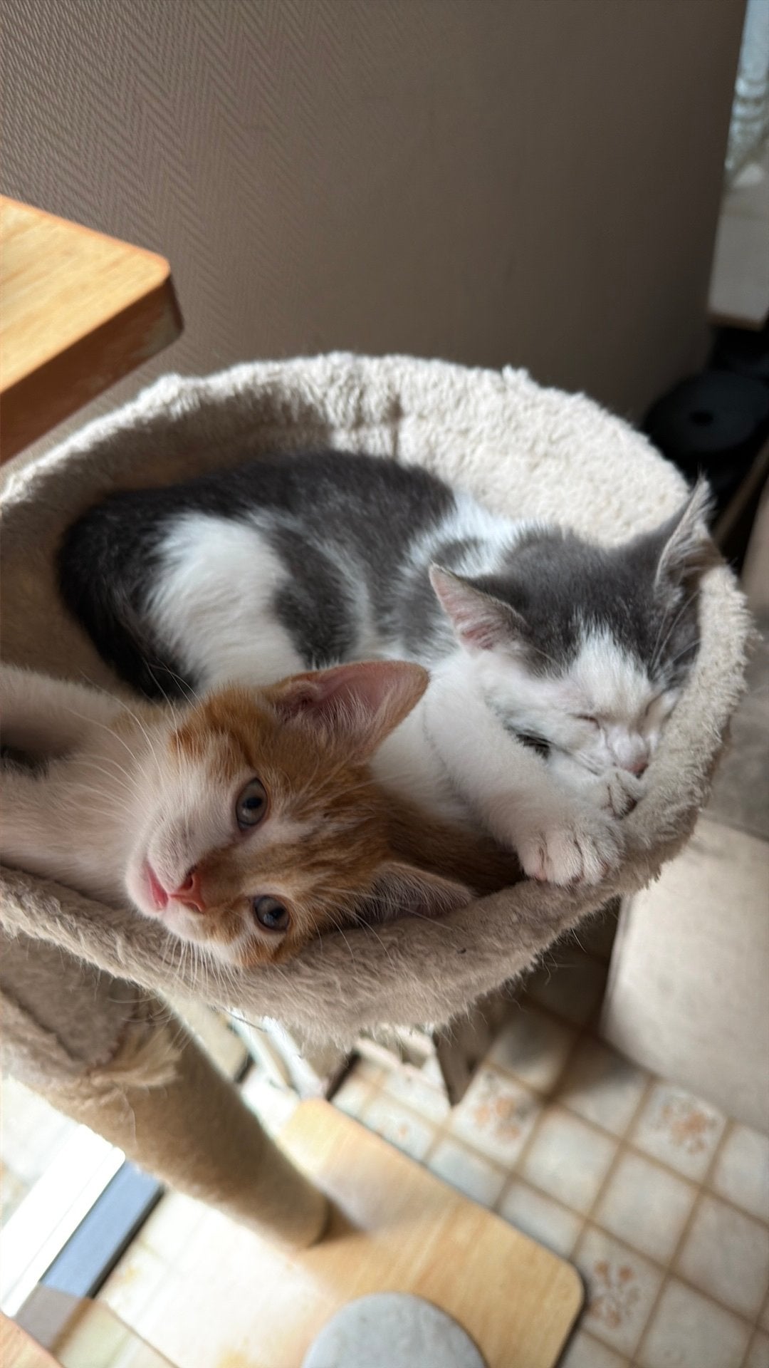 Kittens zindelijk, Meerdere dieren