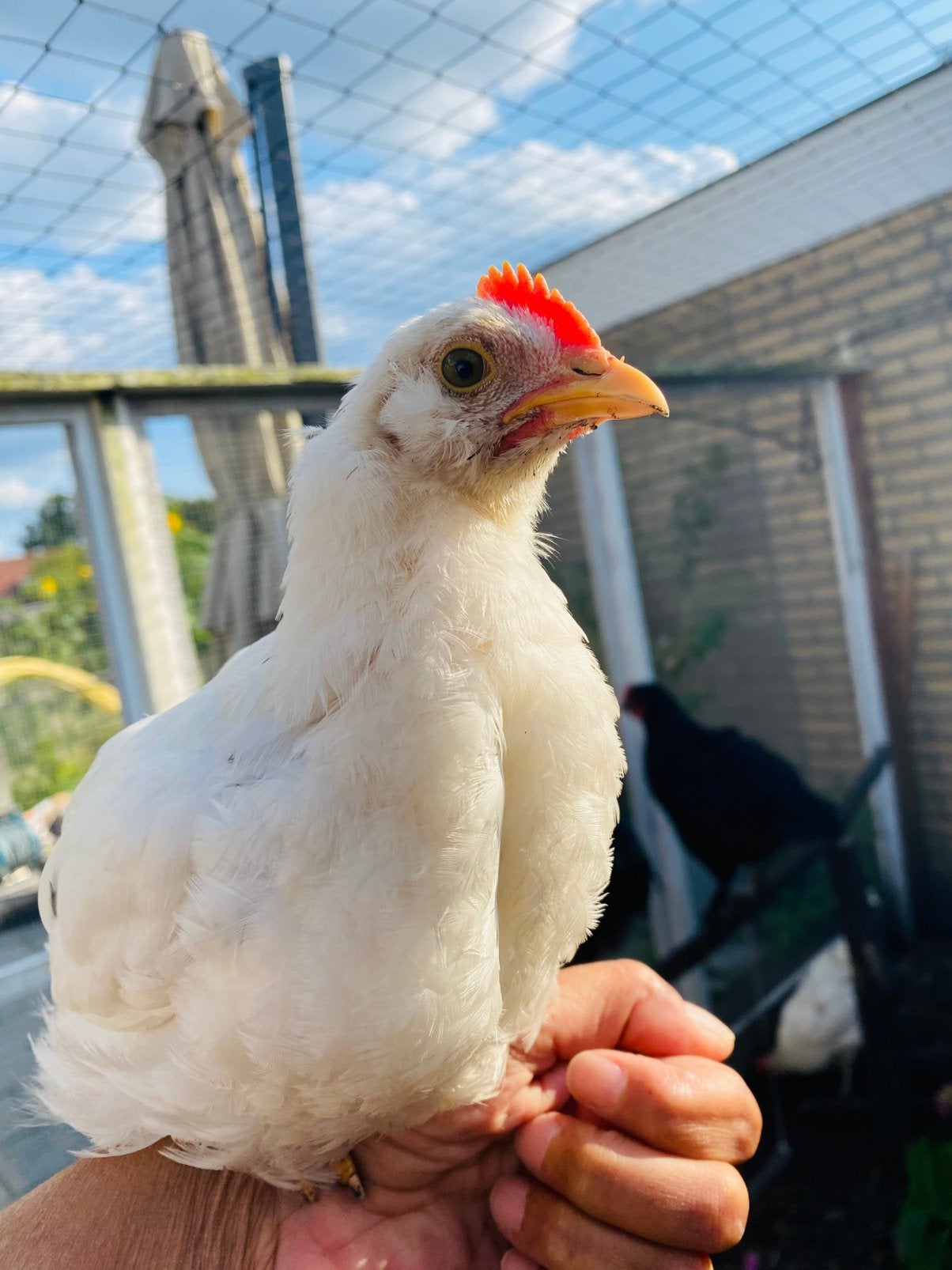 Liefste haan van Nederland zoekt mooie dames, Dieren en Toebehoren, Mannelijk, Kip