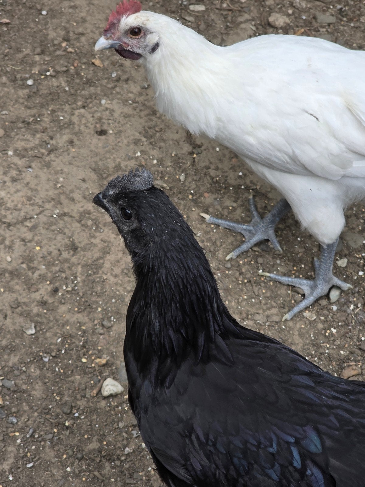 2 jonge ayam cemani haantjes evt. met kip., Dieren en Toebehoren, Pluimvee, Mannelijk, Kip