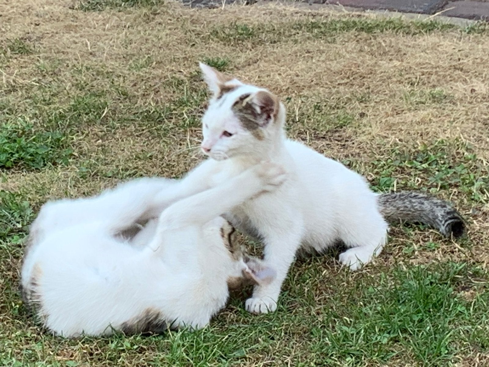 2 boerderij kittens vrouwelijk, Dieren en Toebehoren, Meerdere dieren