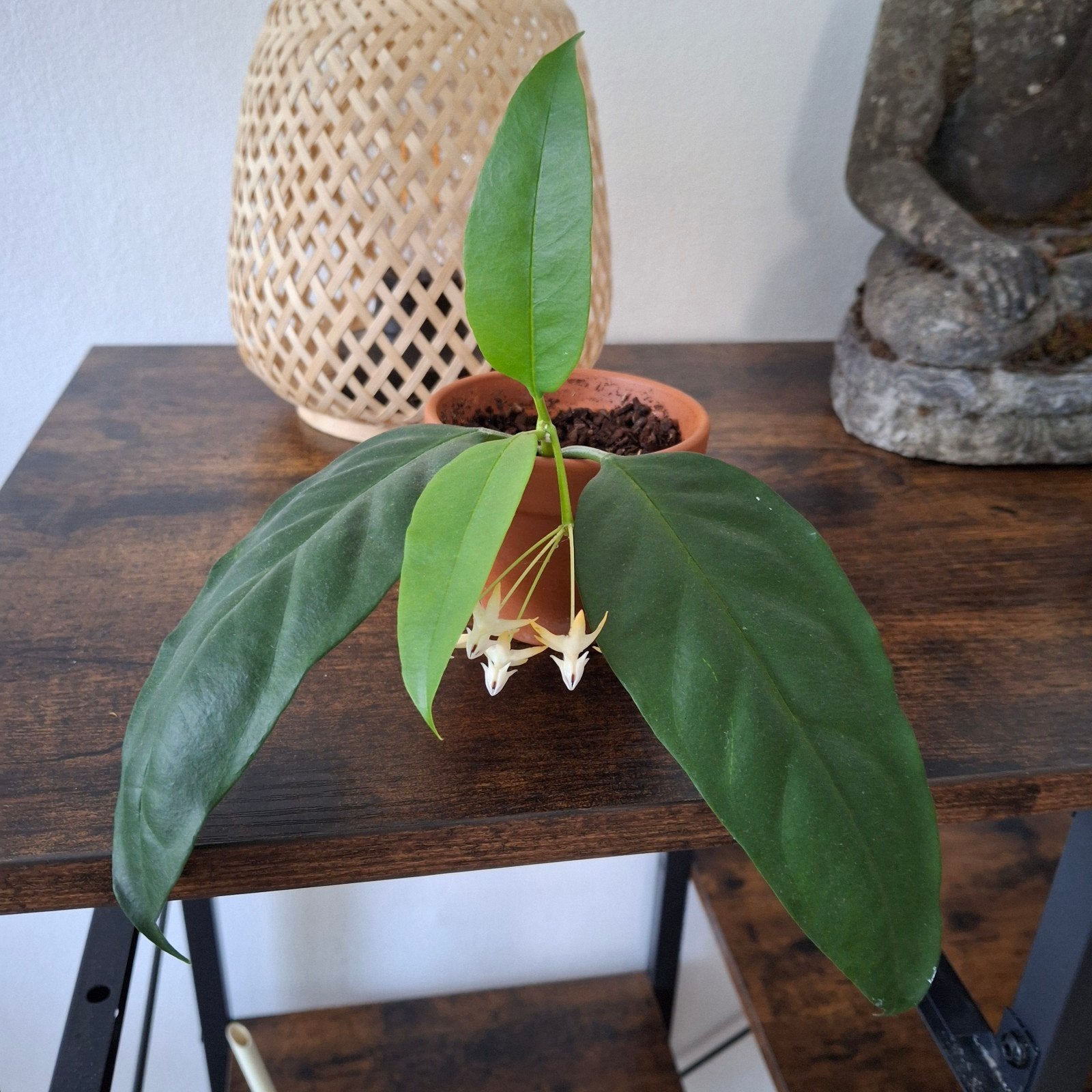 hoya multiflora, Overige soorten, In pot, Minder dan 100 cm, Bloeiende kamerplant