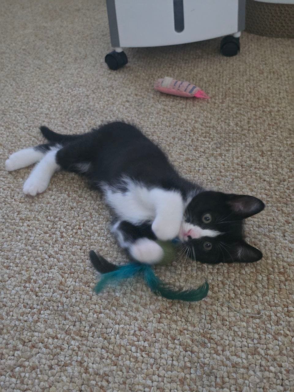 Prachtige britse korthaar kruising kittens!!