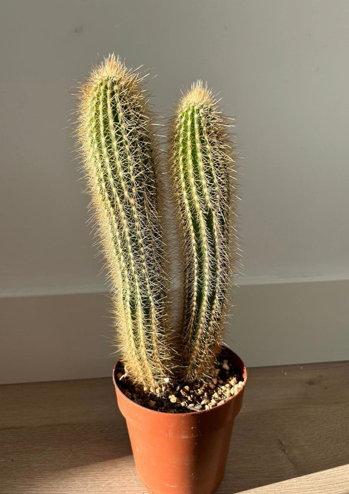 Vatricania guentheri (Golden Torch Cactus), Ophalen, Cactus, Volle zon, Minder dan 100 cm