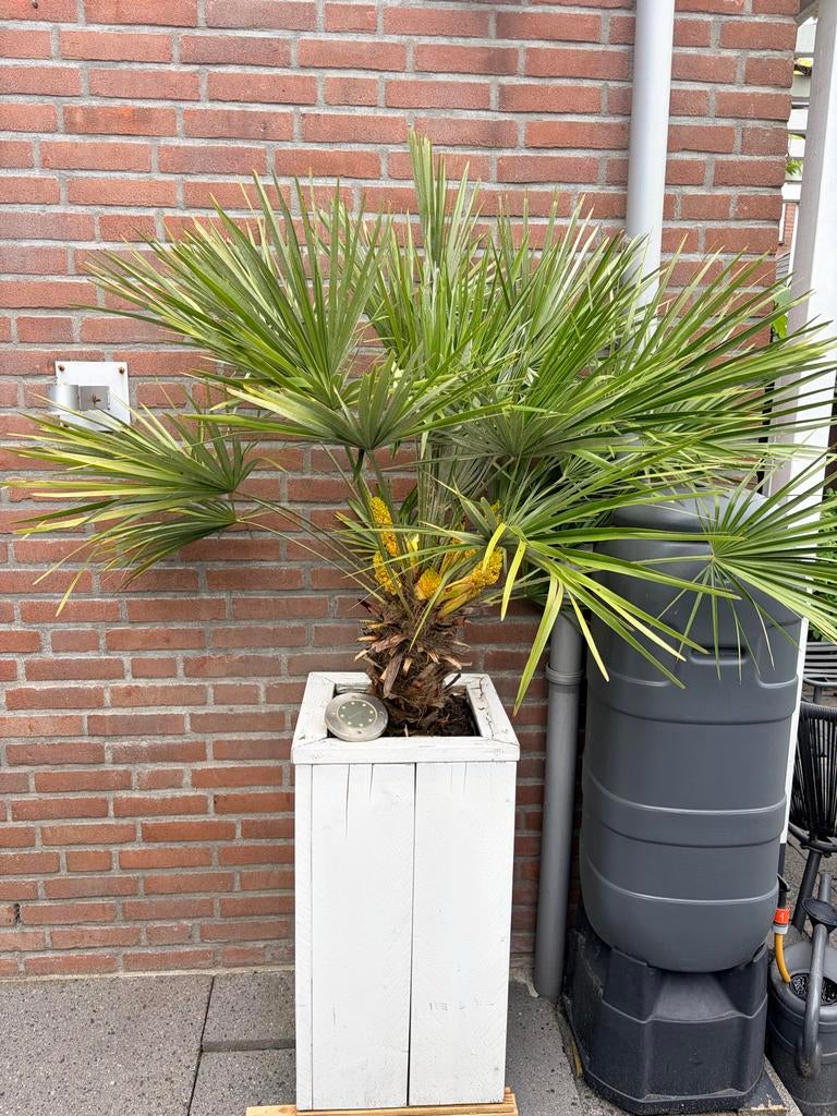 Sterke, winterharde palm van 180 cm hoog, Volle zon, Vaste plant, Lente, Ophalen