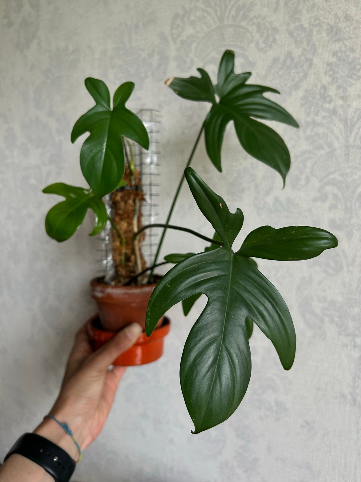 Philodendron 'Florida Green' op mospaal - 2 planten, Ophalen, Overige soorten, Halfschaduw, In pot