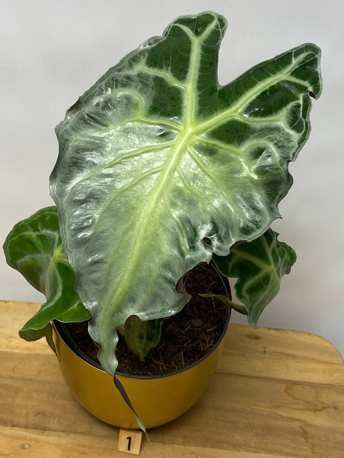 Alocasia Venom #1, Ophalen of Verzenden, Halfschaduw, Minder dan 100 cm