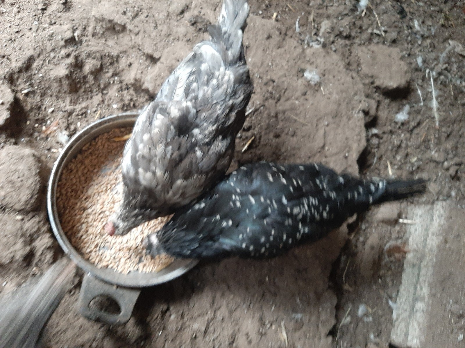 5 stk, grote ras  ANCONA Haan met 4 Kippen, Dieren en Toebehoren, Meerdere dieren, Kip