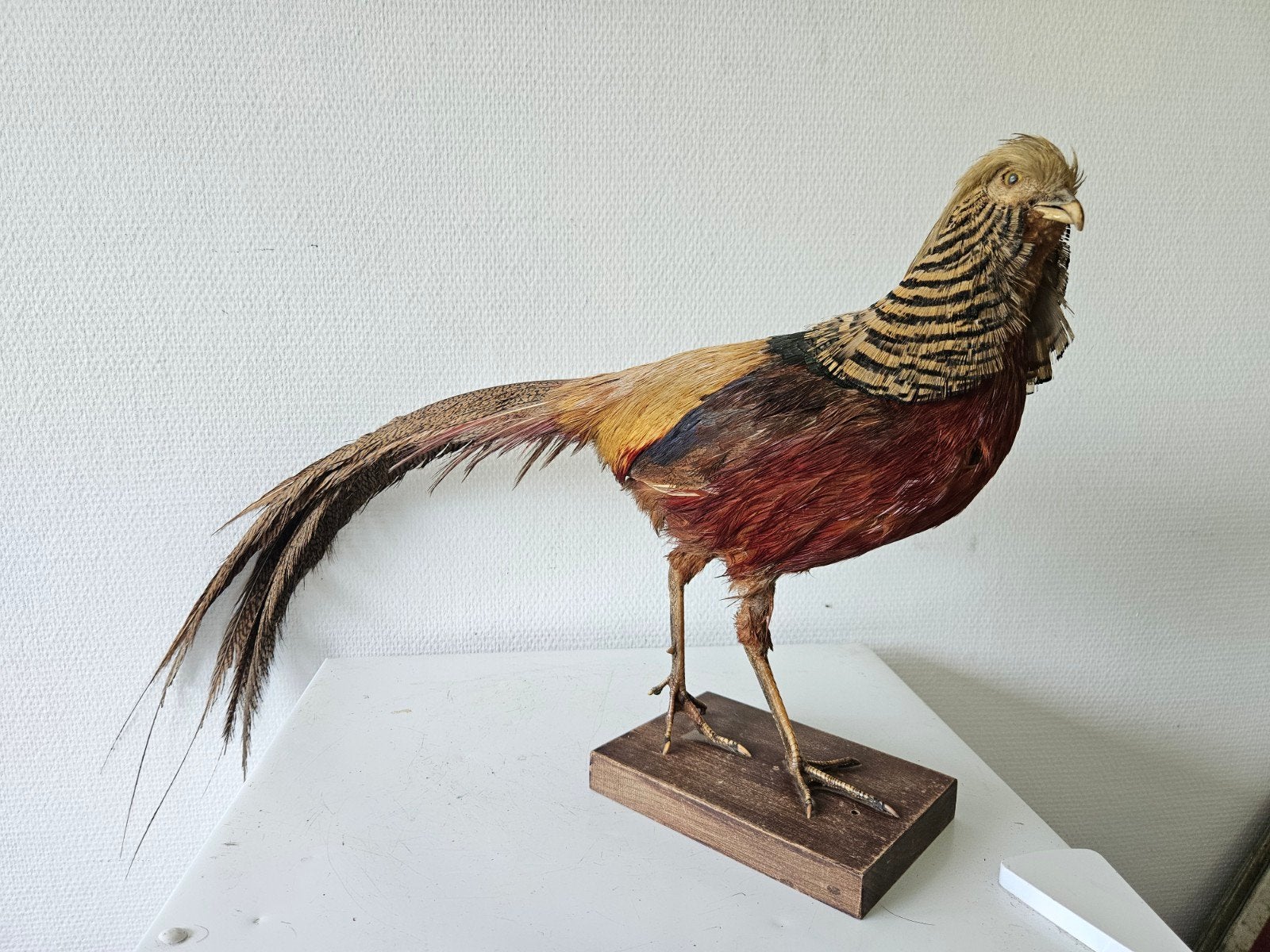opgezette goudfazant (taxidermie), Ophalen of Verzenden, Zo goed als nieuw, Insect, Opgezet dier