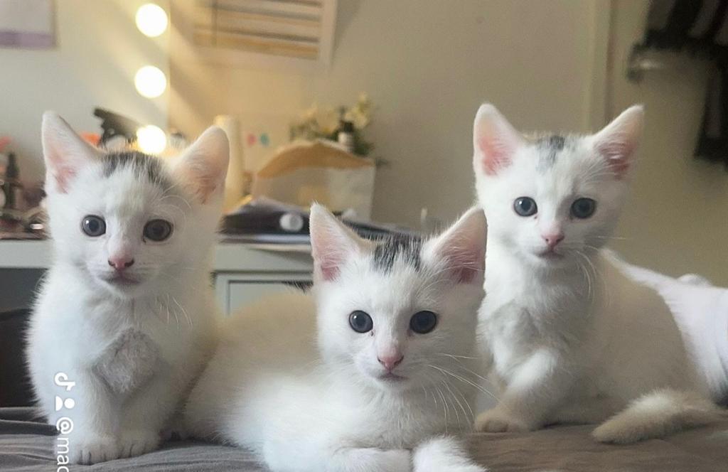Lieve kittens mogen het nest volgende week verlaten.