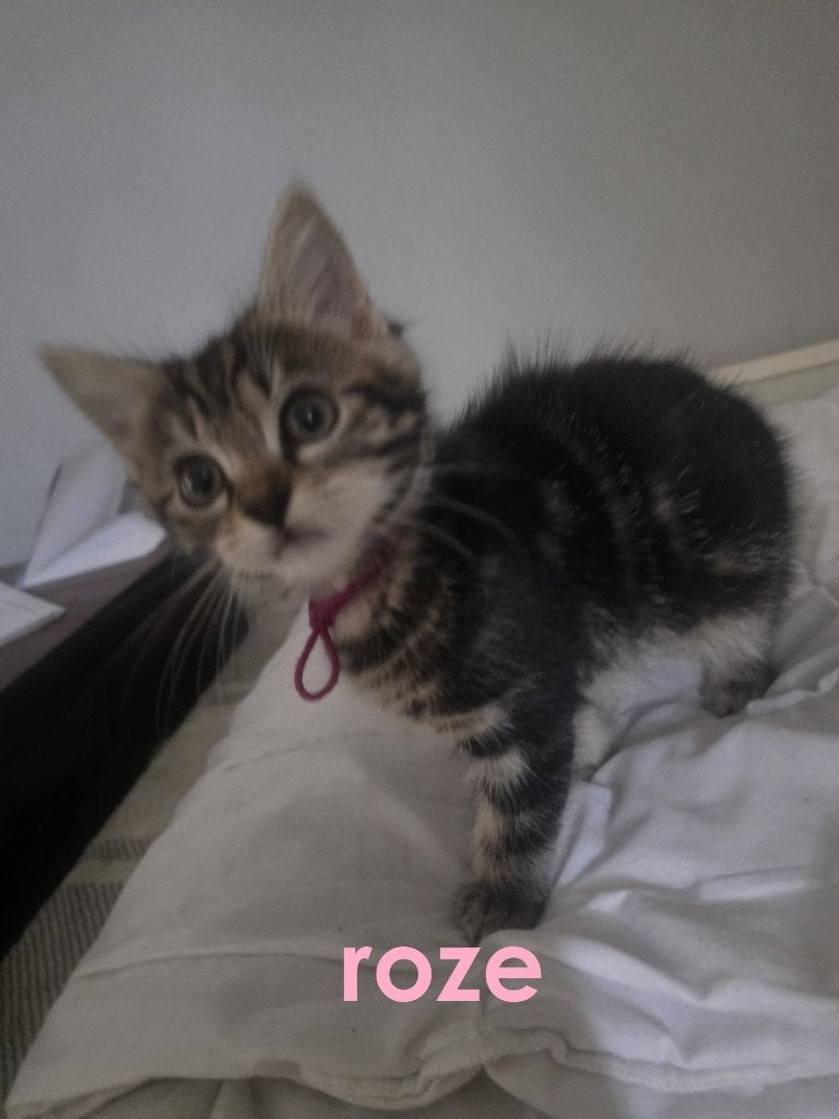 kittens te koop, Dieren en Toebehoren, Meerdere dieren, Ontwormd, 0 tot 2 jaar