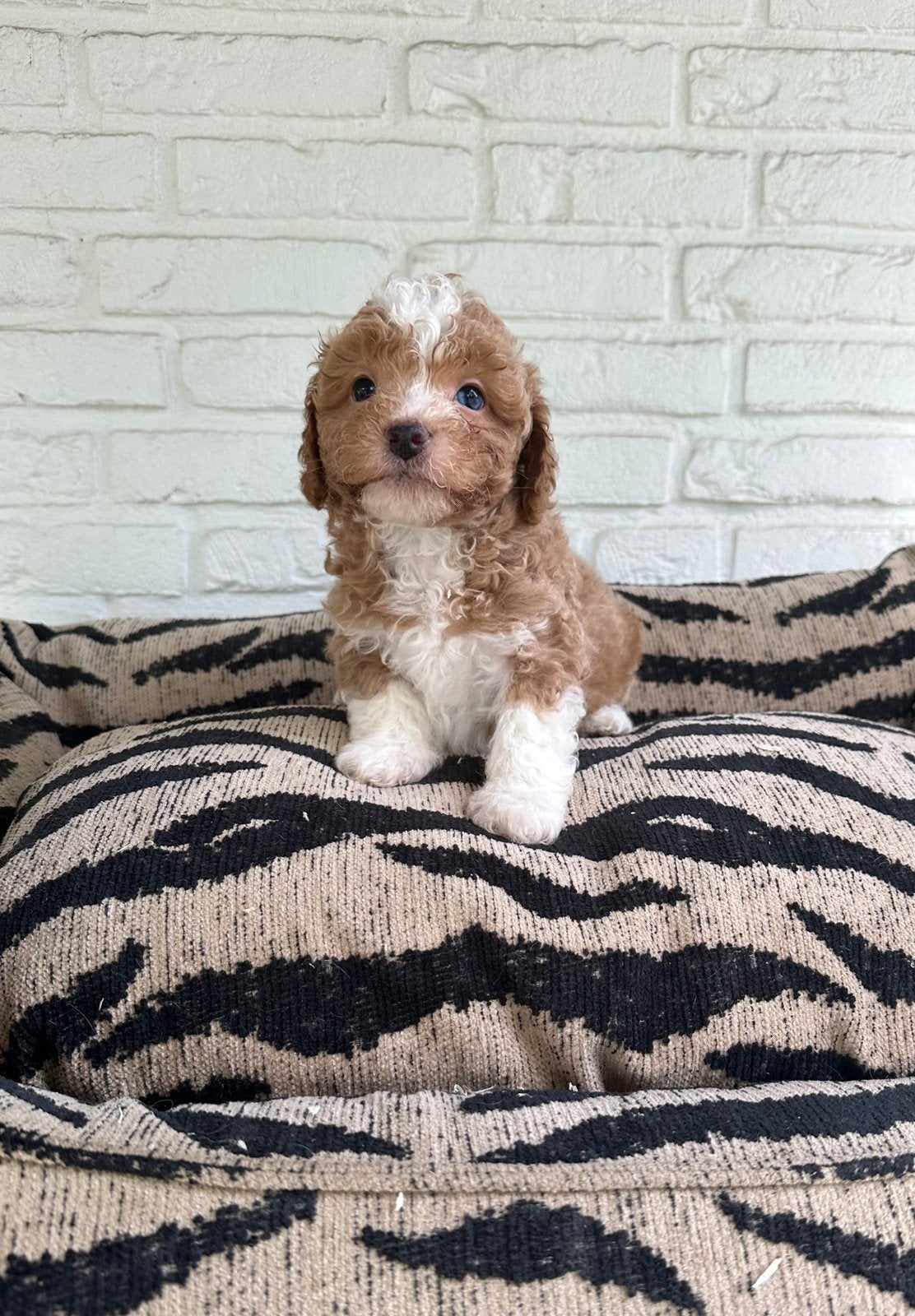 Maltipoo pups, maltezer x toy poedel, Dieren en Toebehoren, Honden | Chihuahua's en Gezelschapshonden, Parvo, Nederland, 8 tot 15 weken