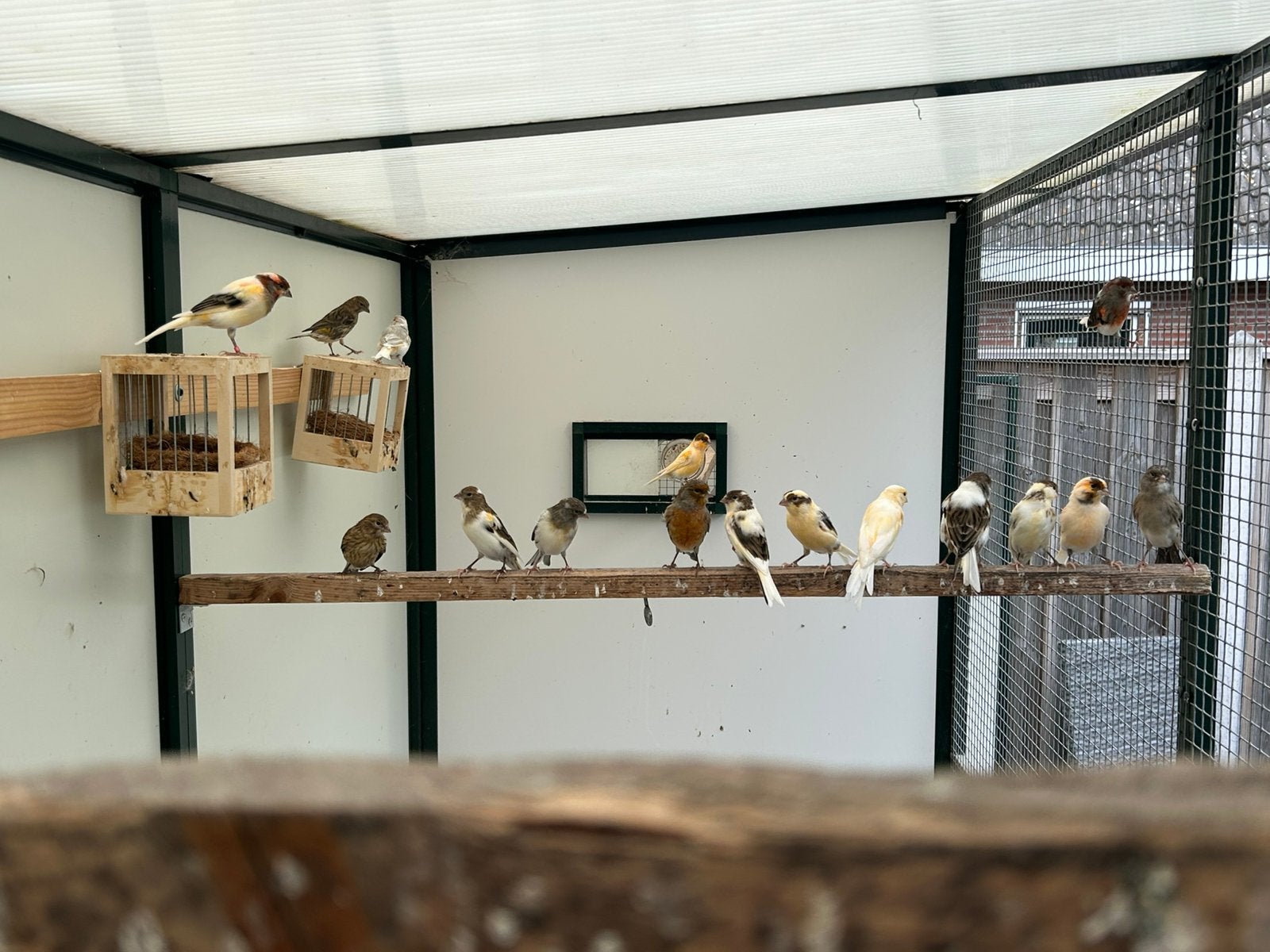 Harlekijn kanaries, Dieren en Toebehoren, Meerdere dieren, Kleurkanarie