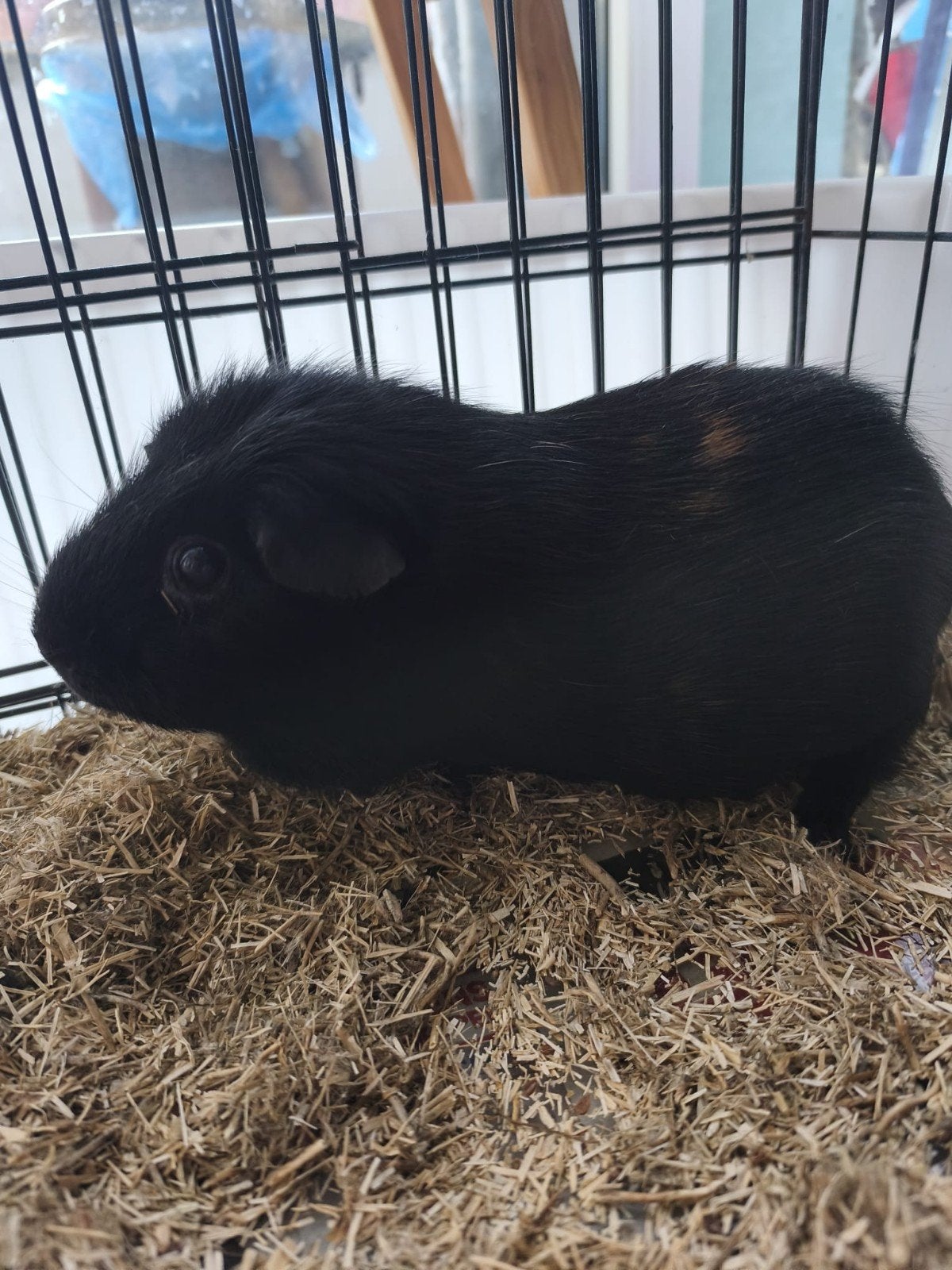 cavia, December, Vrouwelijk, Cavia