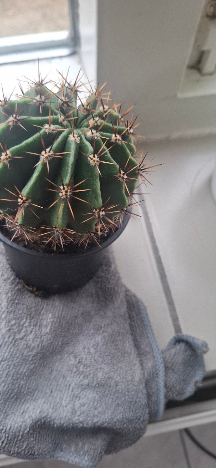 Bolcactus in pot - Makkelijk te verzorgen, Huis en Inrichting, Kamerplanten, Ophalen, Minder dan 100 cm, Volle zon, In pot