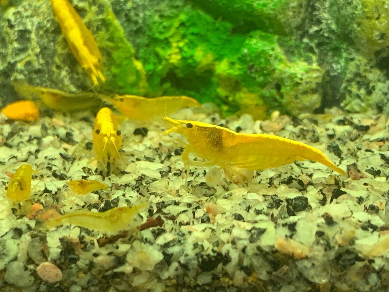 Citroen garnaaltjes (neocaridina), Dieren en Toebehoren, Vissen | Aquariumvissen, Kreeft, Krab of Garnaal, Zoetwatervis