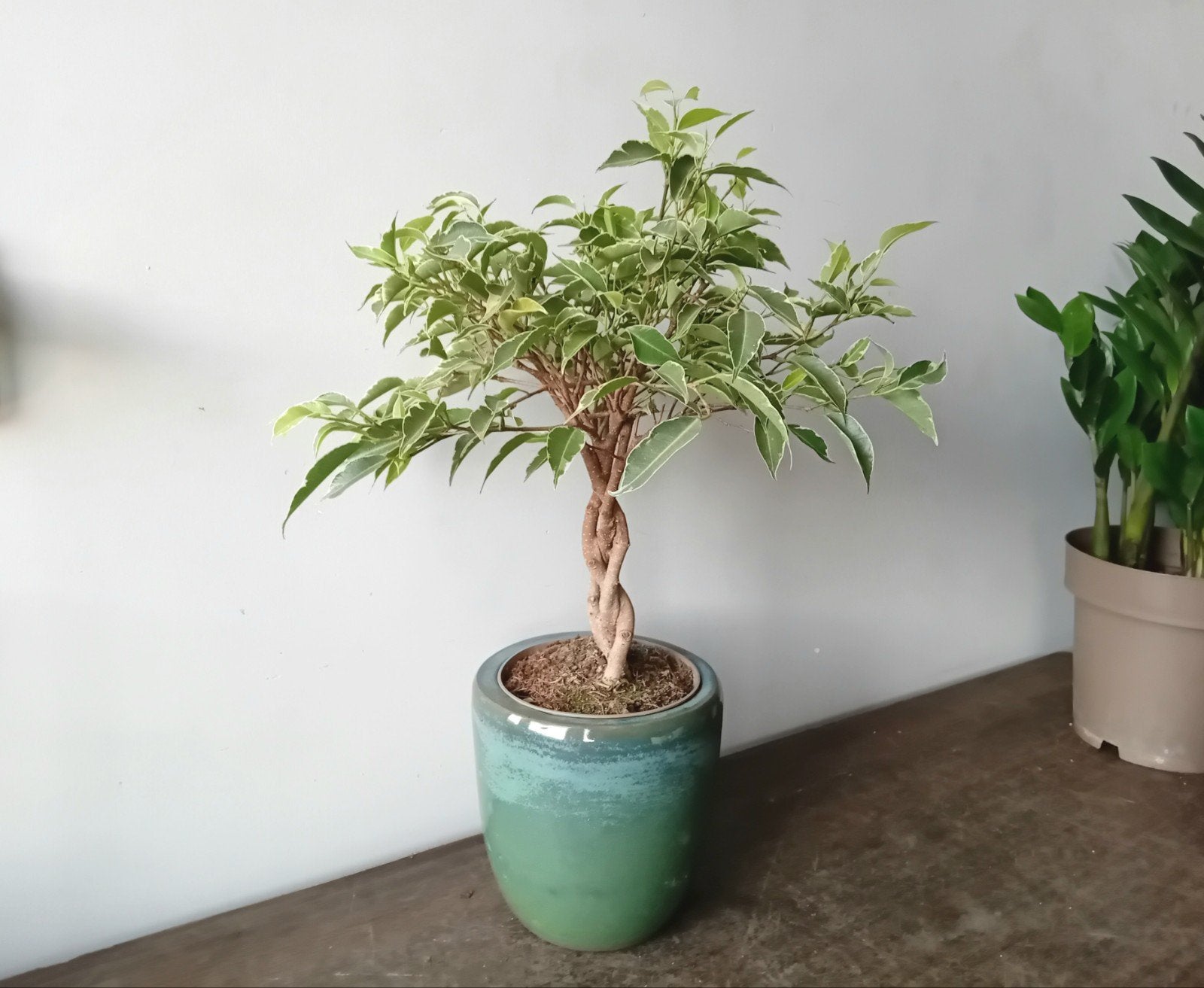 Kamerplant incl pot 40cm  ficus bonsai, Huis en Inrichting, Kamerplanten, Ophalen, Ficus, Halfschaduw, In pot