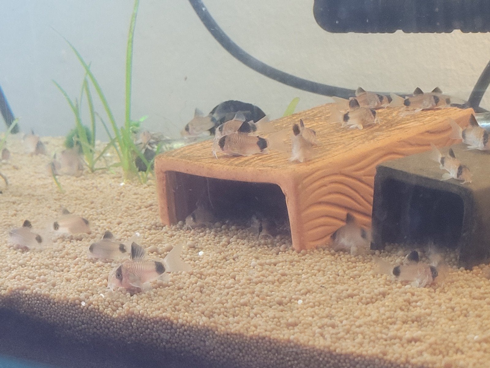 *** AANBIEDING *** Corydora panda, Dieren en Toebehoren, Vissen | Aquariumvissen, Vis, Zoetwatervis, Schoolvis