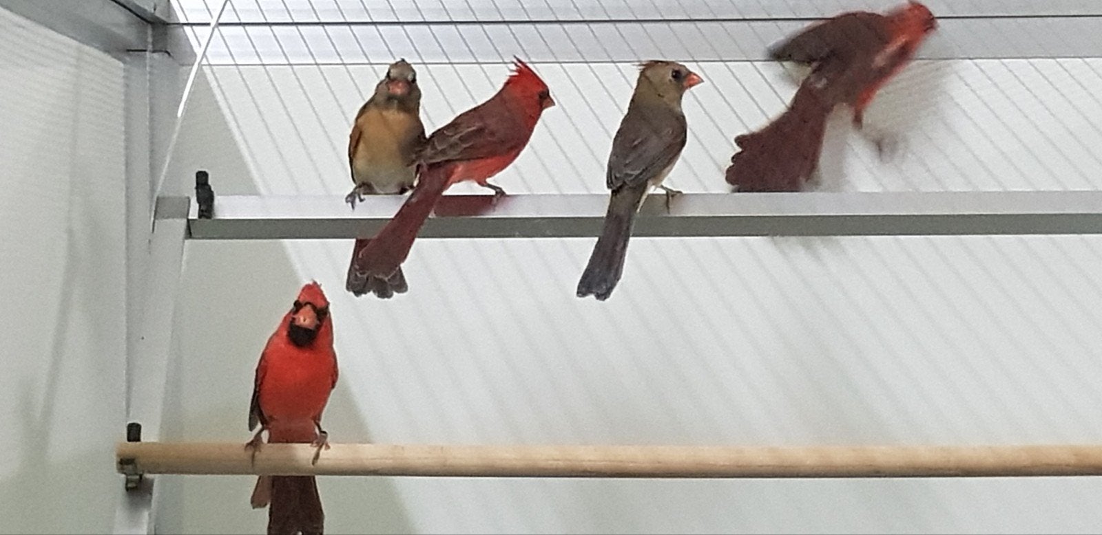 gezocht koppels rode kardinalen op kleur., Meerdere dieren
