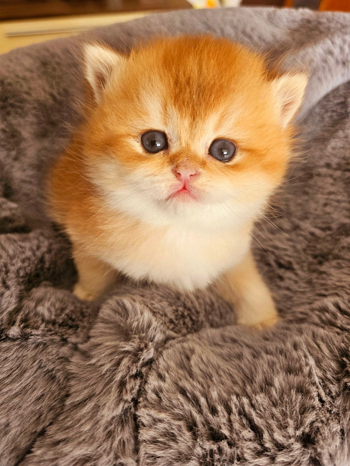 Britse korthaar kittens met stamboom, Meerdere dieren, Met stamboom, 0 tot 2 jaar