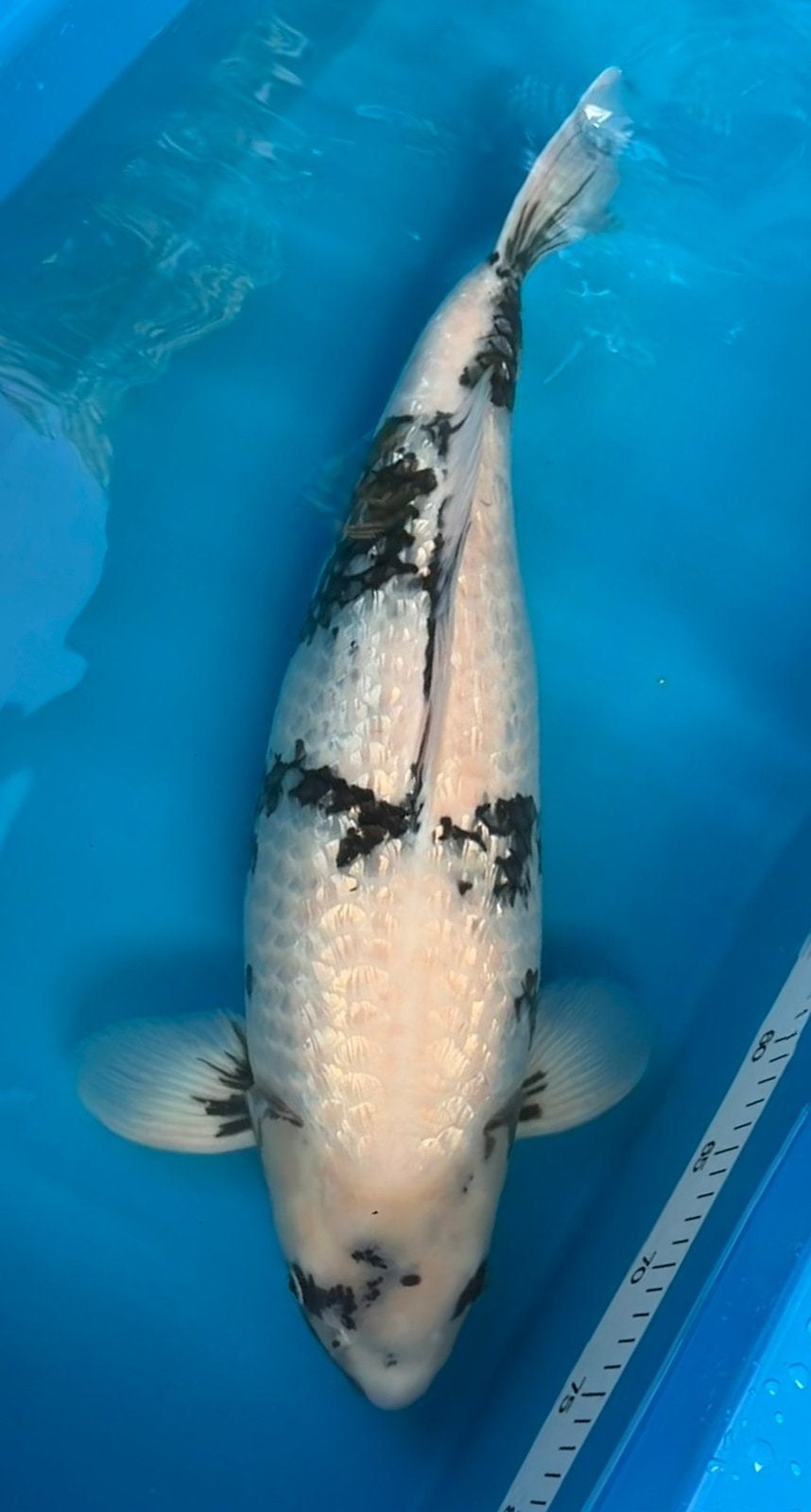 Ginrin Shiro Utsuri, Karper of Koi