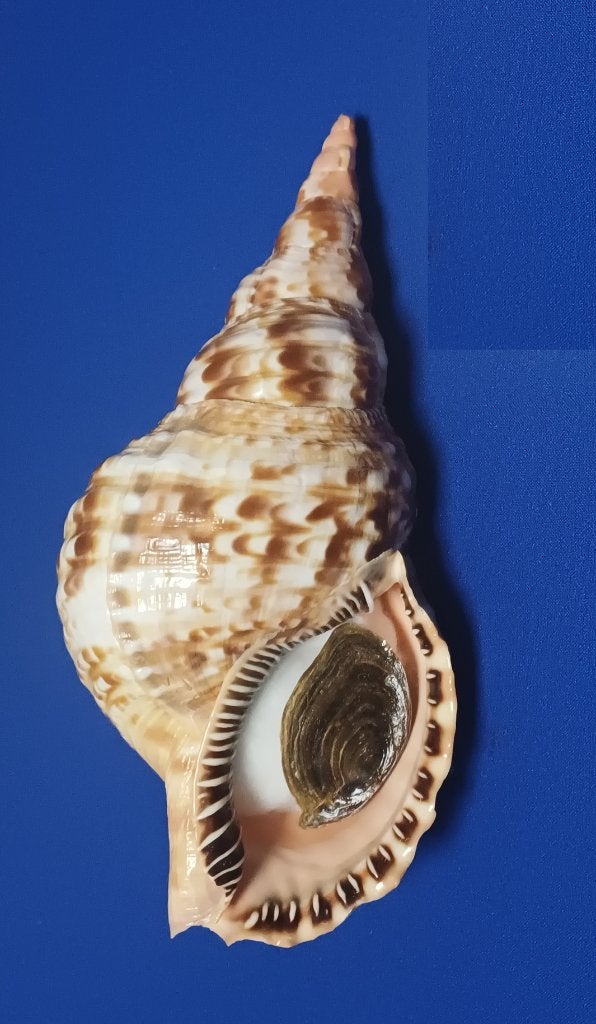 Schelpen, Charonia variagata, Ophalen of Verzenden, Schelp(en)